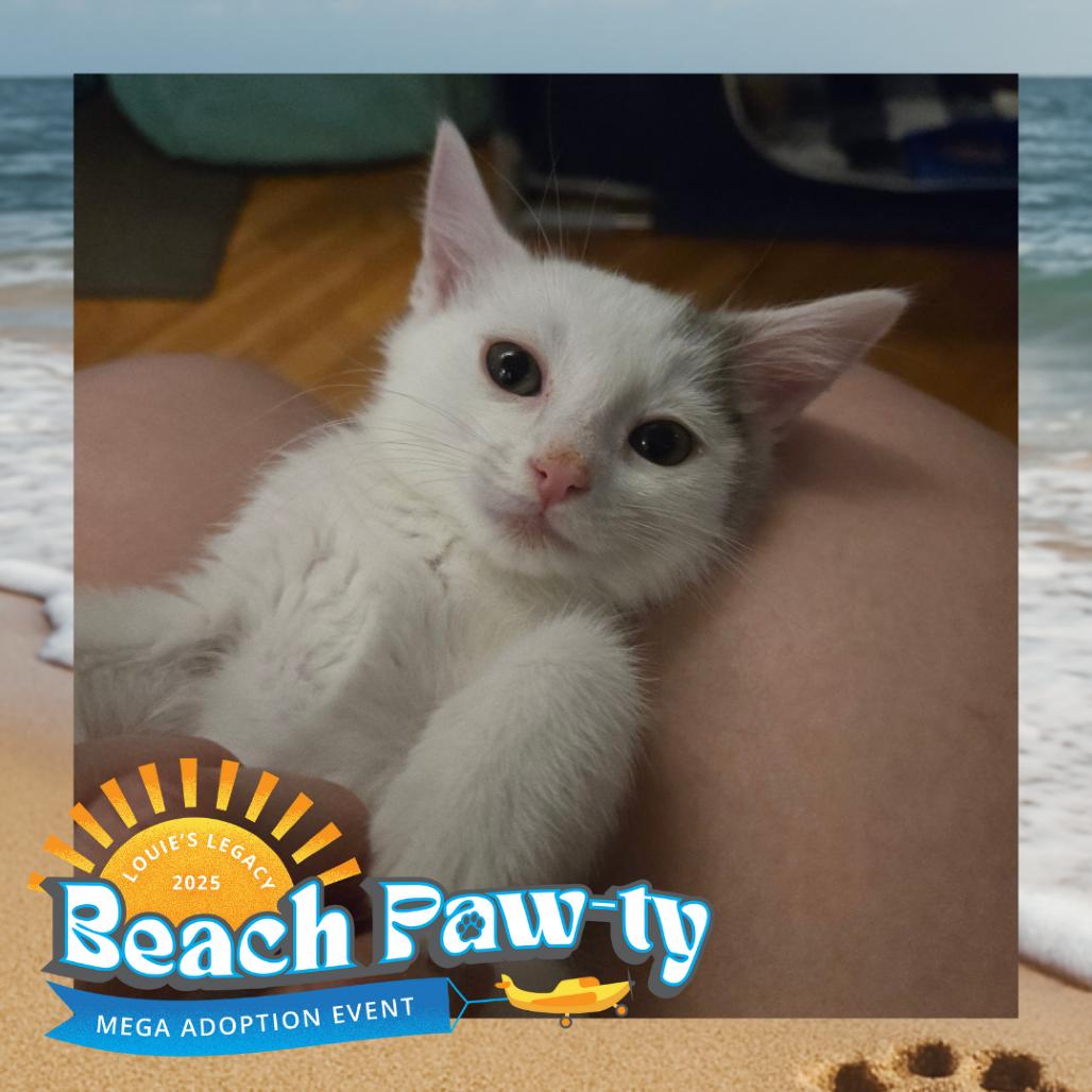 Violet, a Adoptable Domestic Medium Hair in Staten Island, NY image 6/6