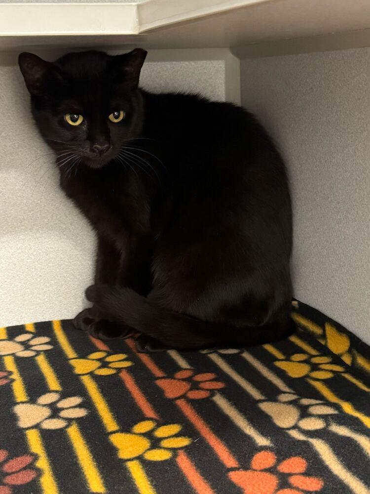 Cherry, Adoptable, Adult Female Domestic Short Hair.