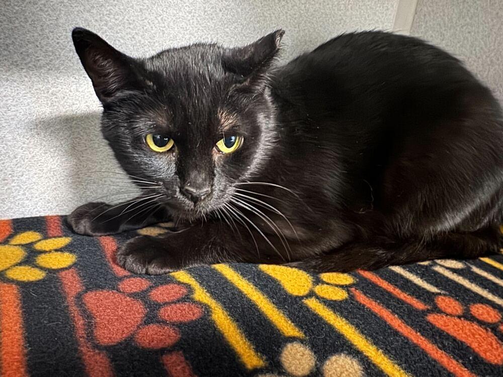 Enlarge Cherry, a Adoptable Domestic Short Hair in Bowling Green, OH image 2/2