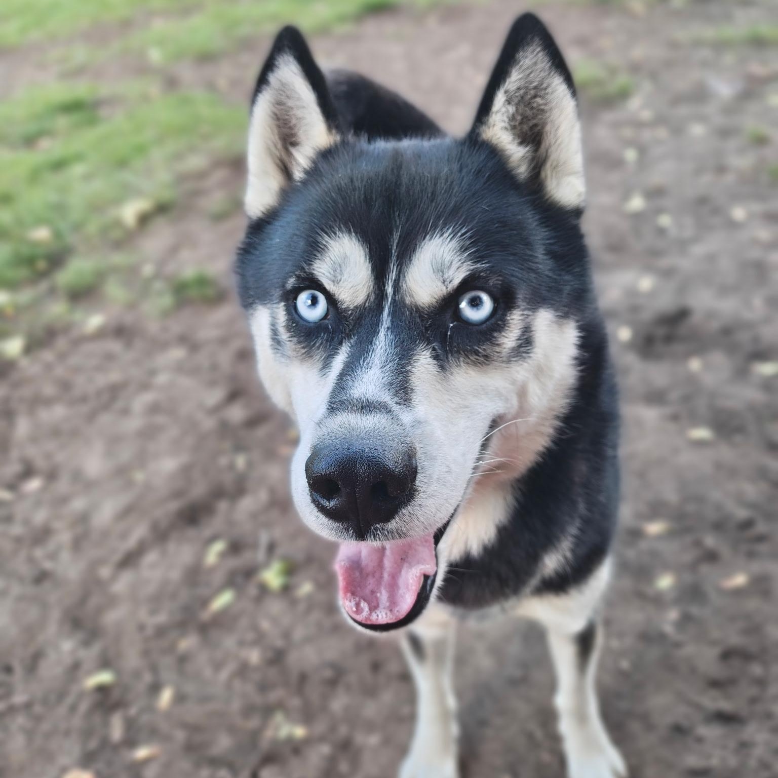 Enlarge Koda, a Adoptable Siberian Husky in Mount Pleasant, MI image 5/5