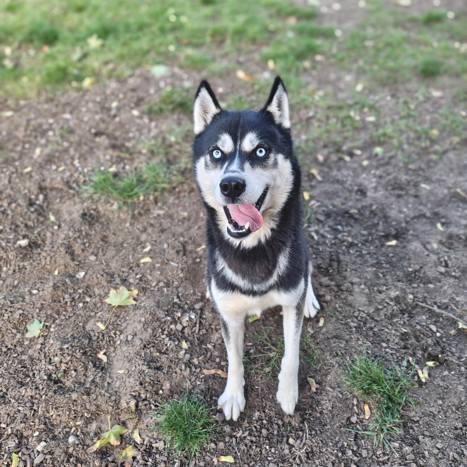 Enlarge Koda, a Adoptable Siberian Husky in Mount Pleasant, MI image 2/5