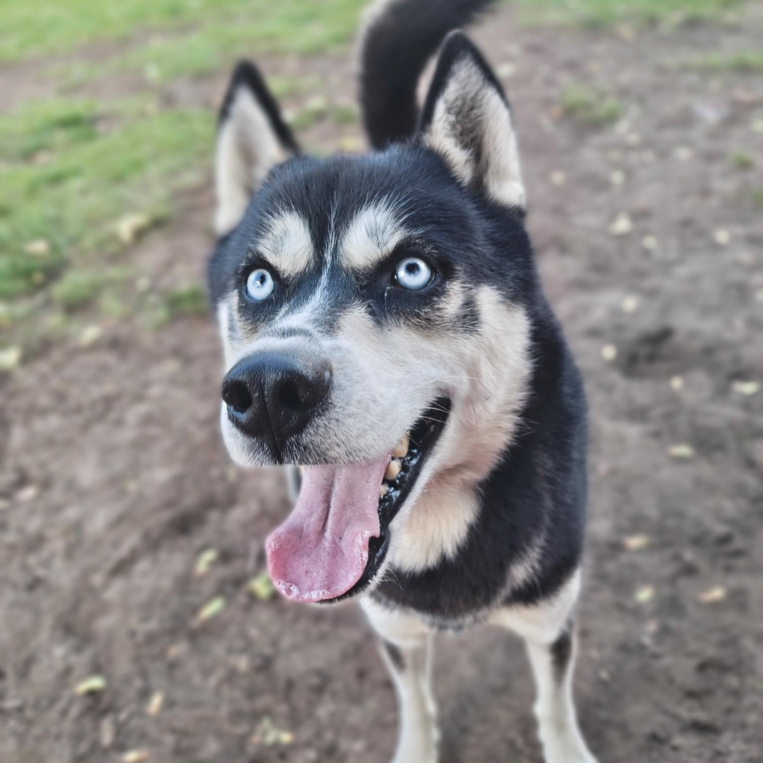 Enlarge Koda, a Adoptable Siberian Husky in Mount Pleasant, MI image 3/5