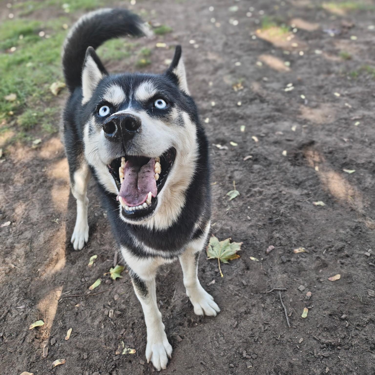 Enlarge Koda, a Adoptable Siberian Husky in Mount Pleasant, MI image 4/5