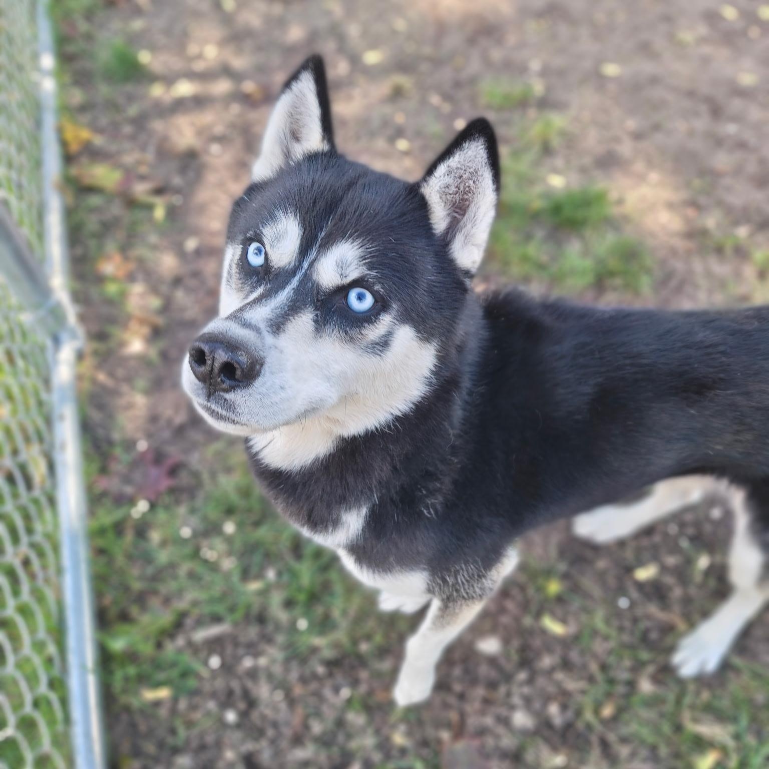 Enlarge Koda, a Adoptable Siberian Husky in Mount Pleasant, MI image 1/5