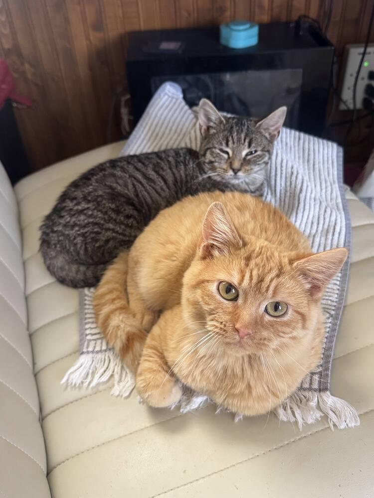 Enlarge Raisin, a Adoptable Domestic Short Hair in Topeka, KS image 1/6