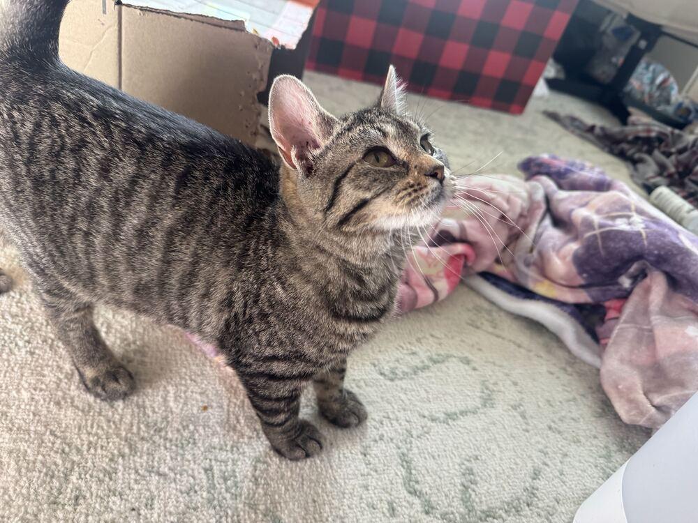 Enlarge Raisin, a Adoptable Domestic Short Hair in Topeka, KS image 3/6