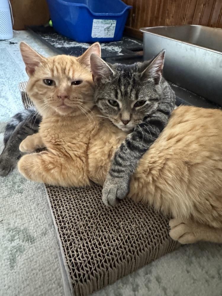 Enlarge Raisin, a Adoptable Domestic Short Hair in Topeka, KS image 4/6