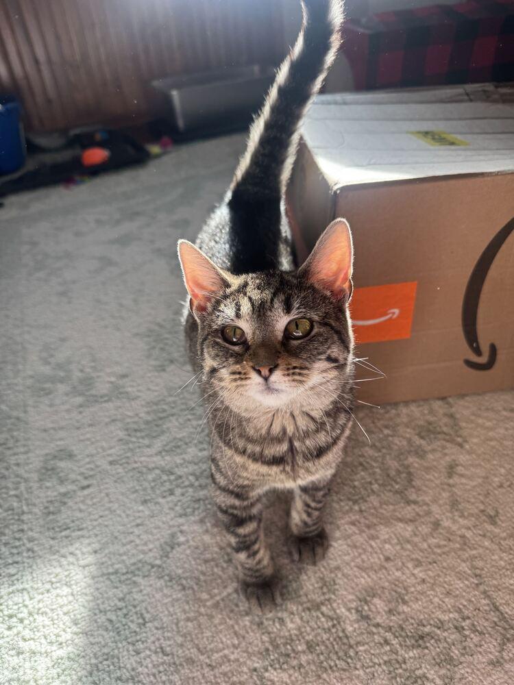 Enlarge Raisin, a Adoptable Domestic Short Hair in Topeka, KS image 5/6