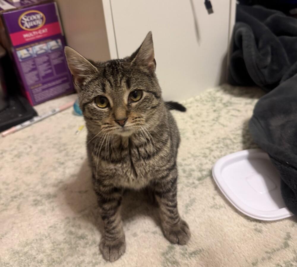 Enlarge Raisin, a Adoptable Domestic Short Hair in Topeka, KS image 6/6