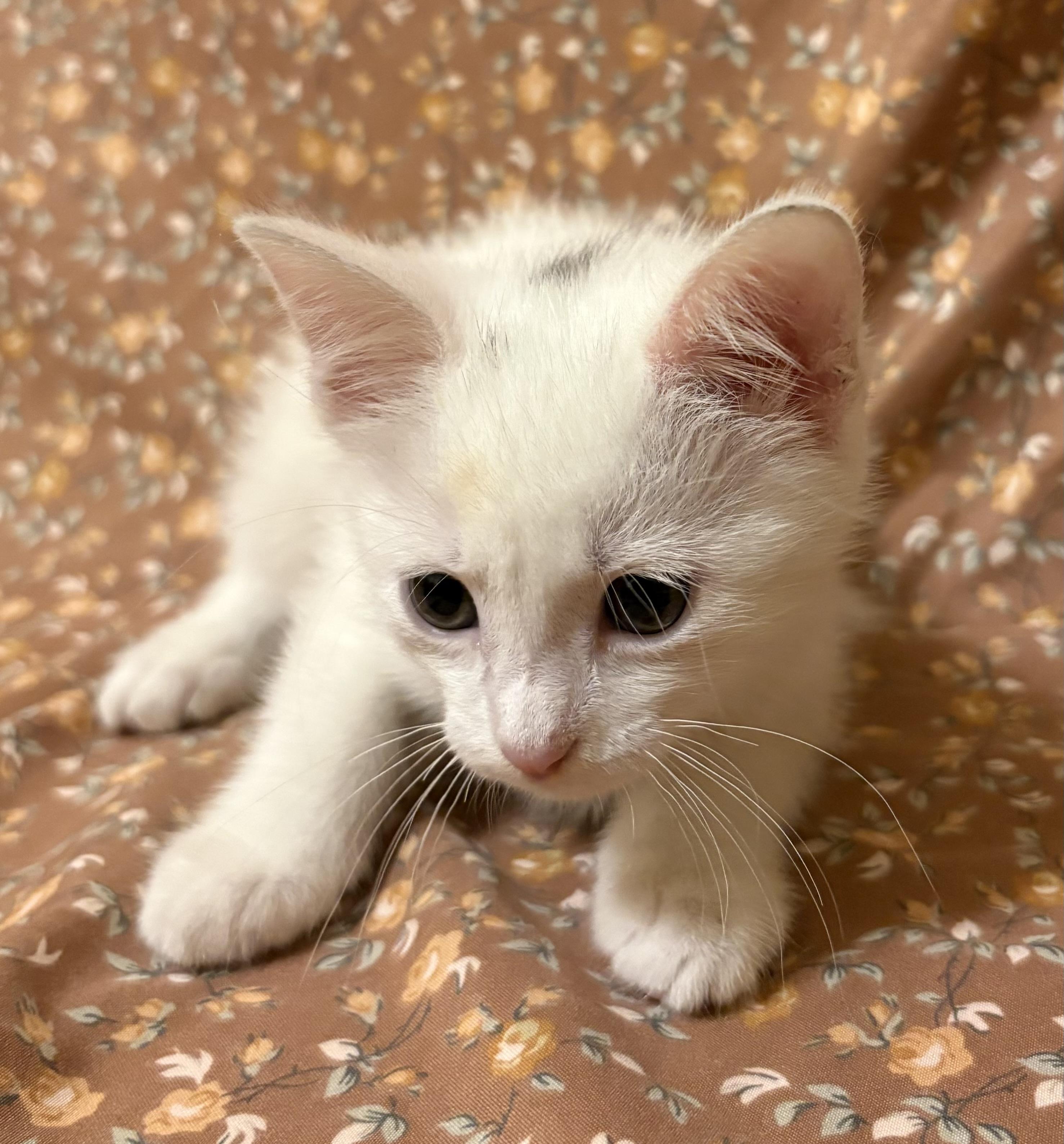 Enlarge Jasmine, a Adoptable mixed breed in Farmington, CT image 4/4