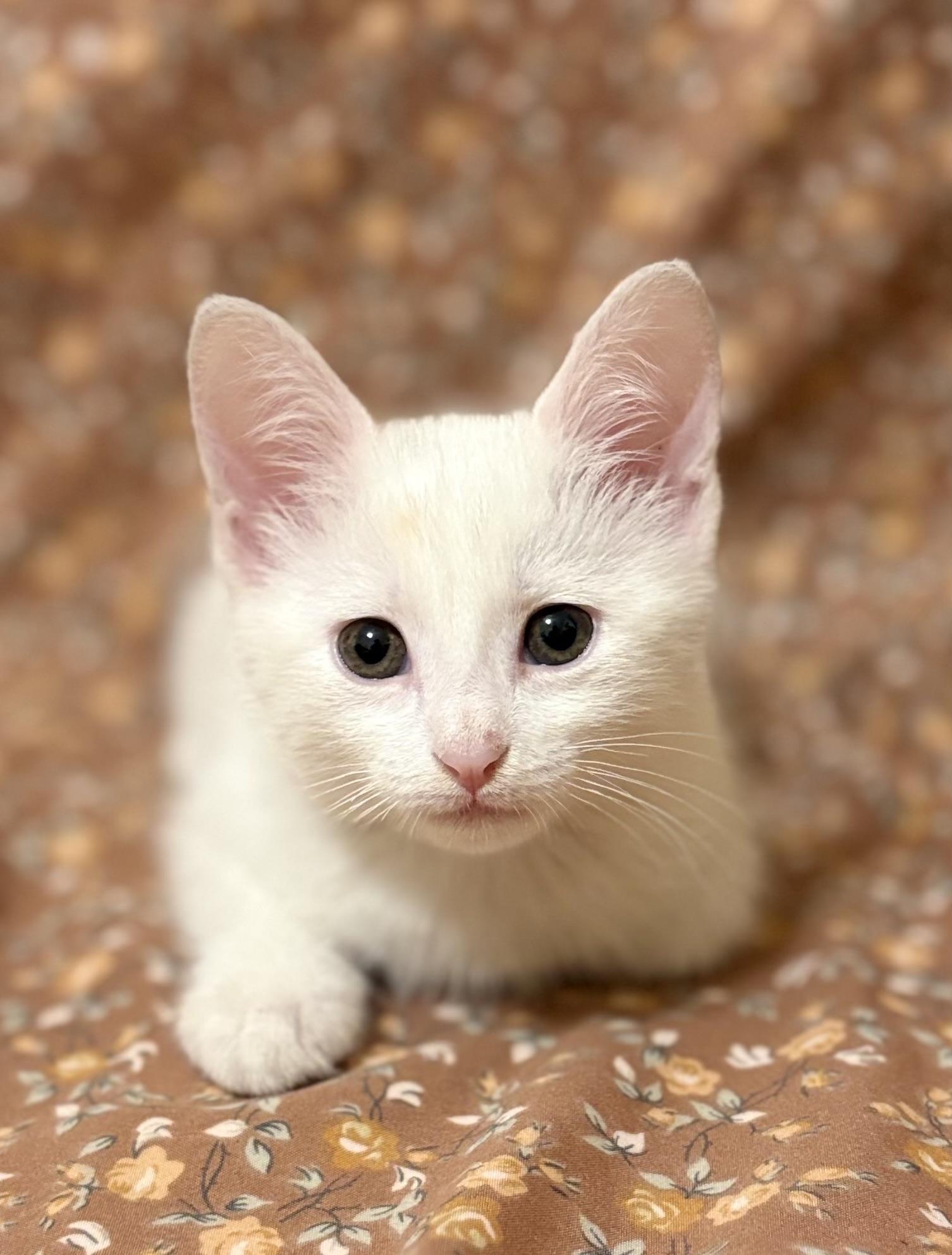 Enlarge Jasmine, a Adoptable mixed breed in Farmington, CT image 3/4