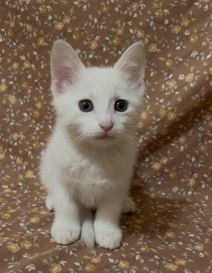 Jasmine, Adoptable, Kitten Female Domestic Short Hair.