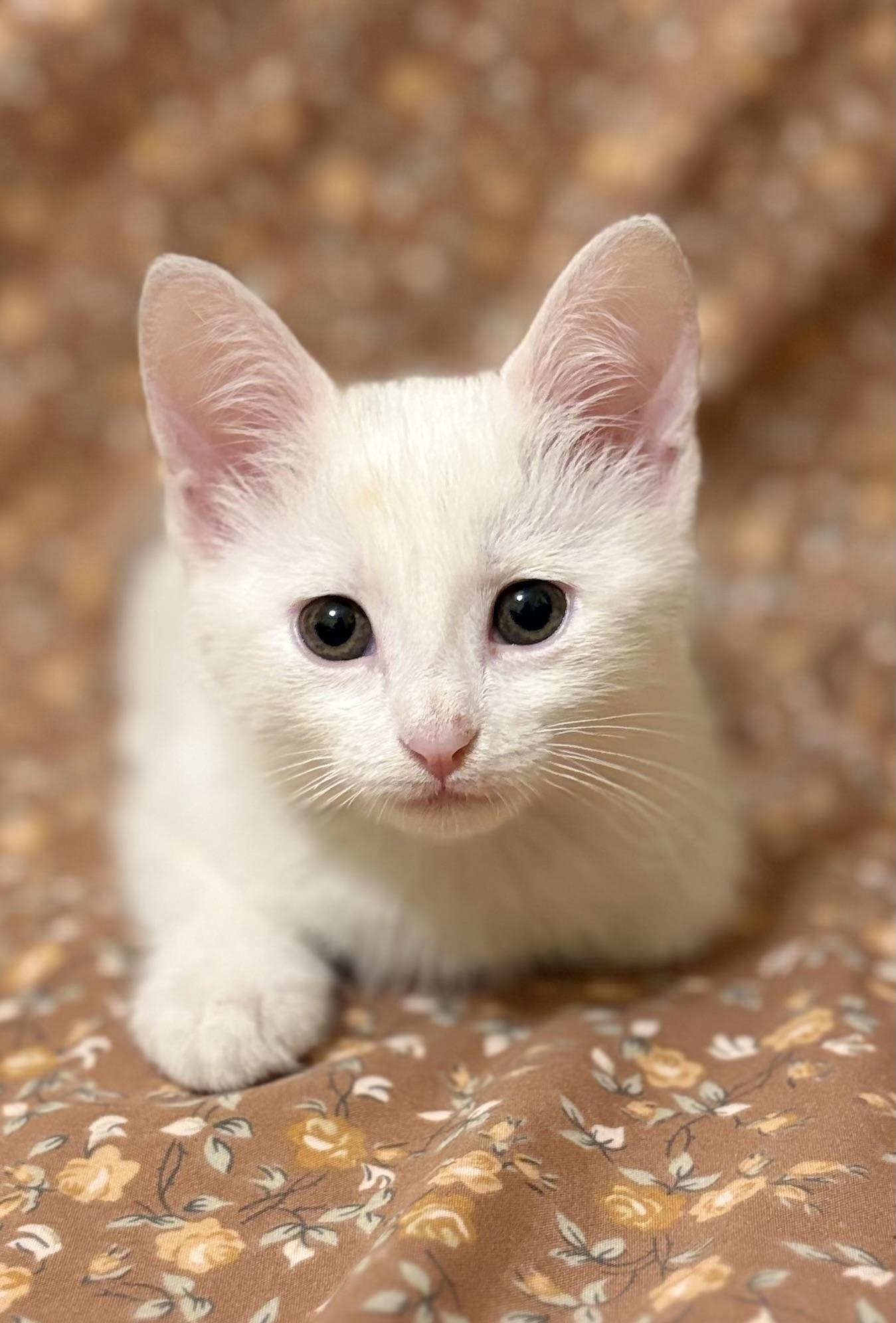 Enlarge Jasmine, a Adoptable mixed breed in Farmington, CT image 2/4