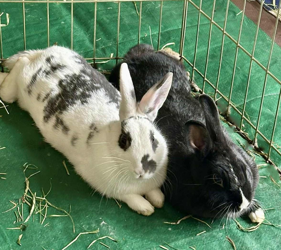 Echo and Luxe, Adoptable, Young Female Satin & English Spot.