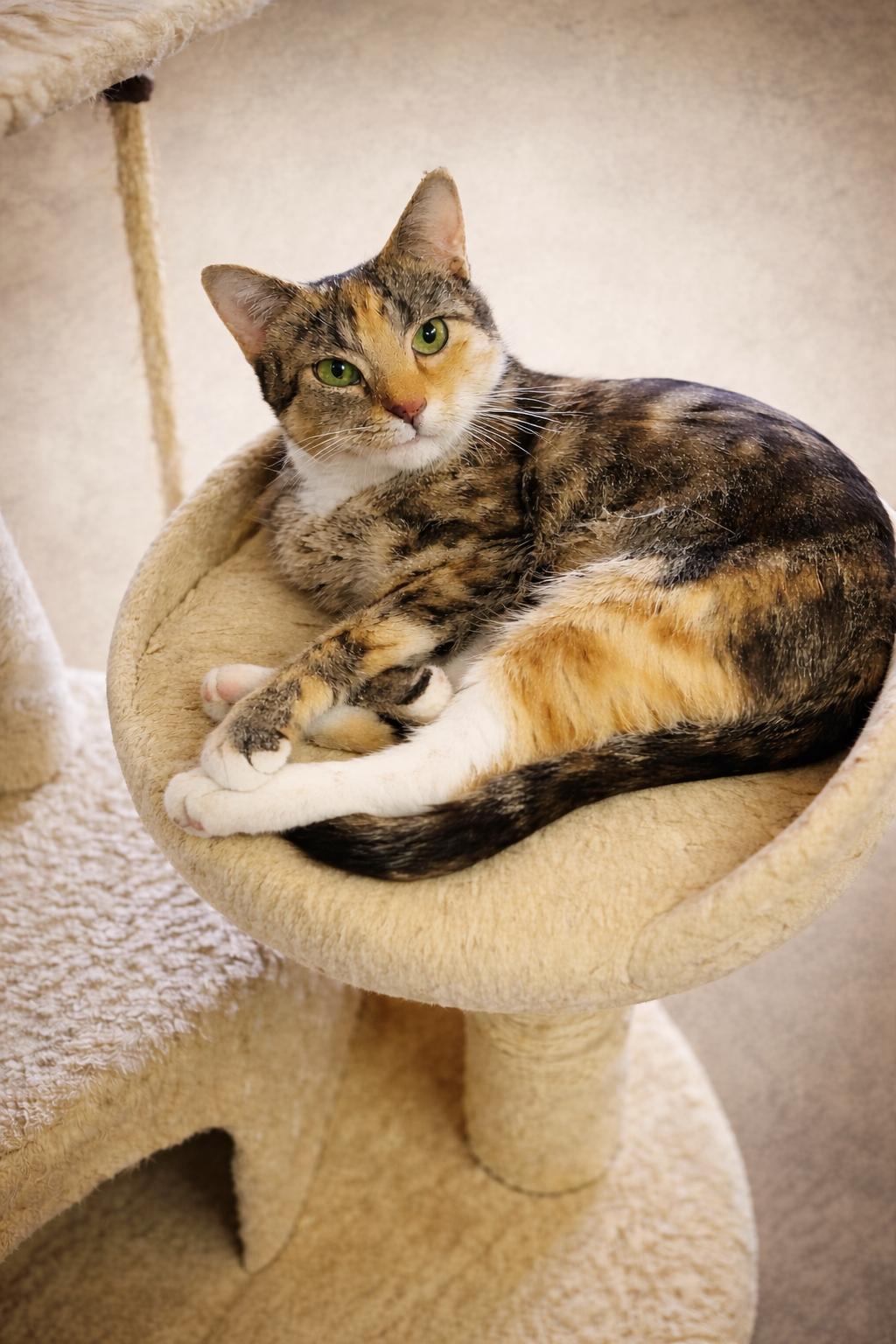 CAROL - Young adult female, Adoptable, Adult Female Torbie & Domestic Short Hair.