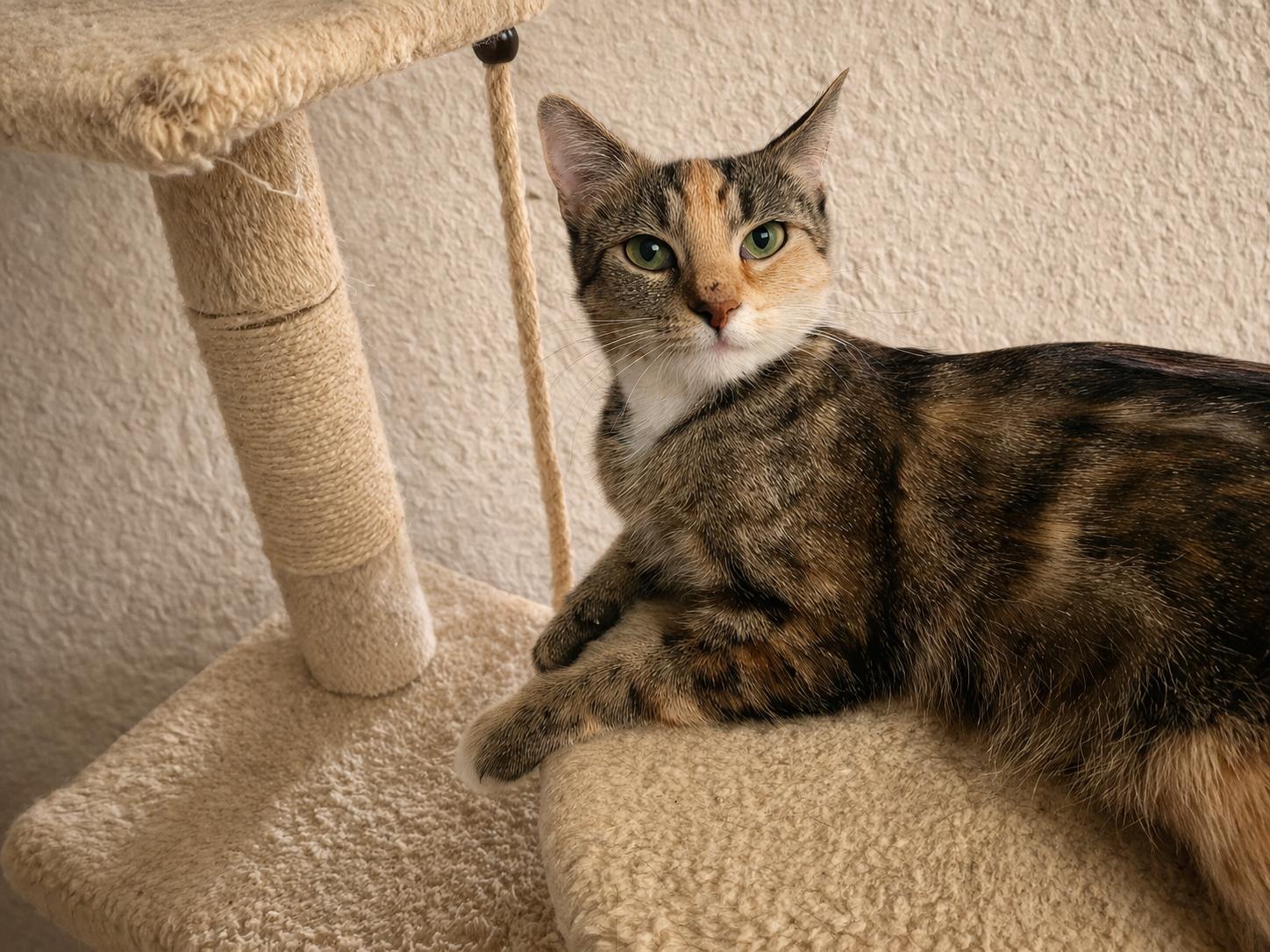 Enlarge CAROL - Young adult female, a Adoptable mixed breed in Hillsboro, OR image 2/3