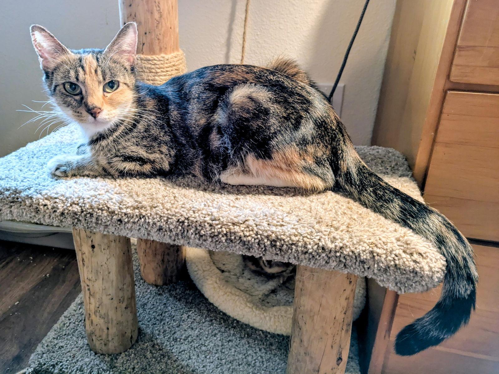 Enlarge CAROL - Young adult female, a Adoptable mixed breed in Hillsboro, OR image 3/3