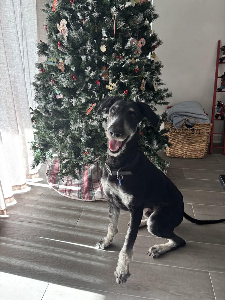Marley, Adoptable, Young Male Poodle.