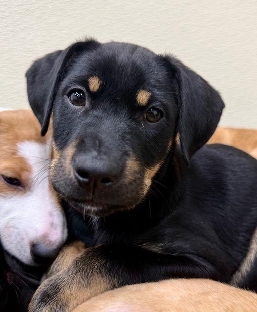 Beatrice, Adoptable, Puppy Female Labrador Retriever.