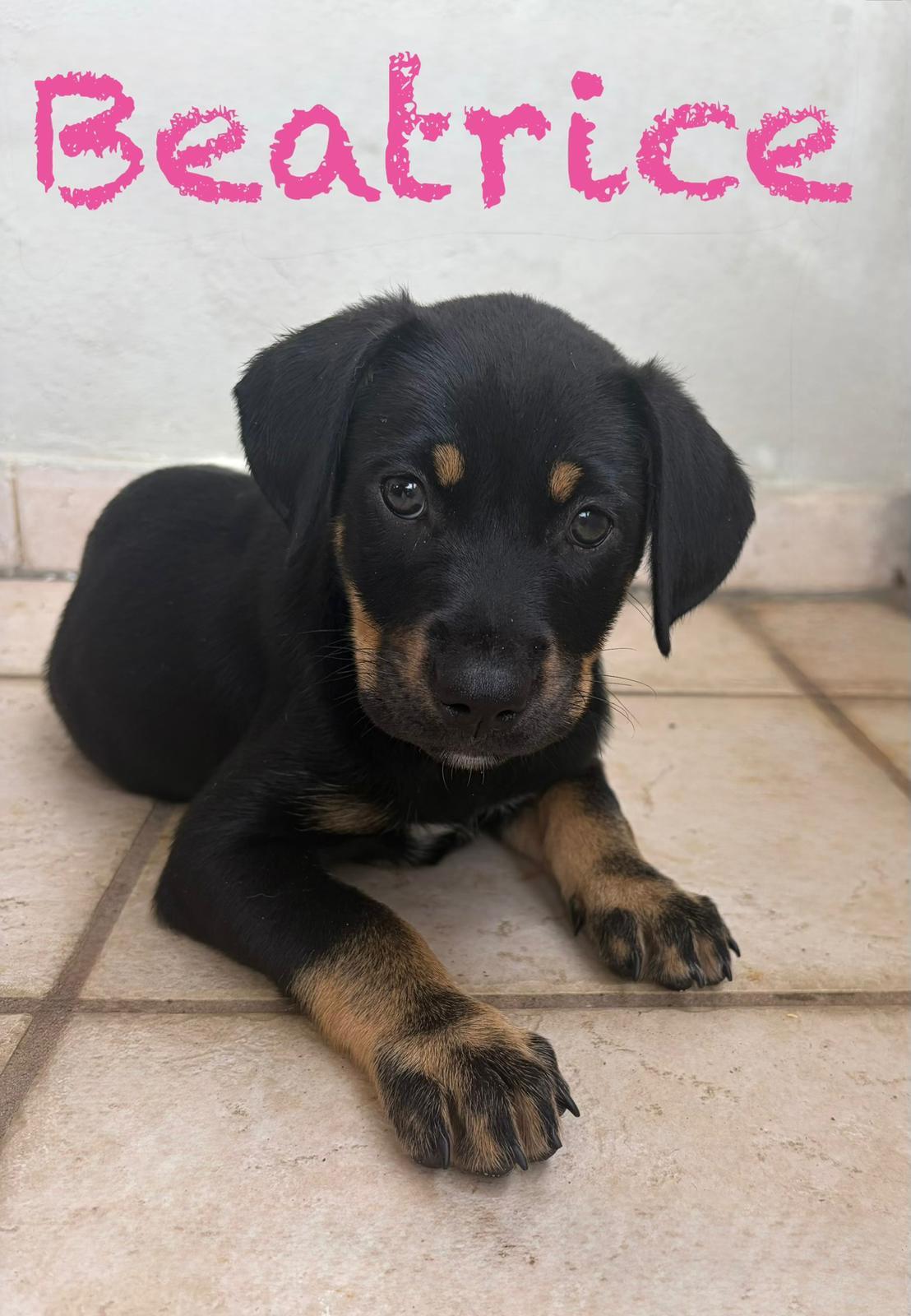 Enlarge Beatrice, a Adoptable Labrador Retriever in Lake Hopatcong, NJ image 2/3