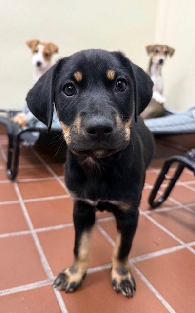 Enlarge Beatrice, a Adoptable Labrador Retriever in Lake Hopatcong, NJ image 3/3