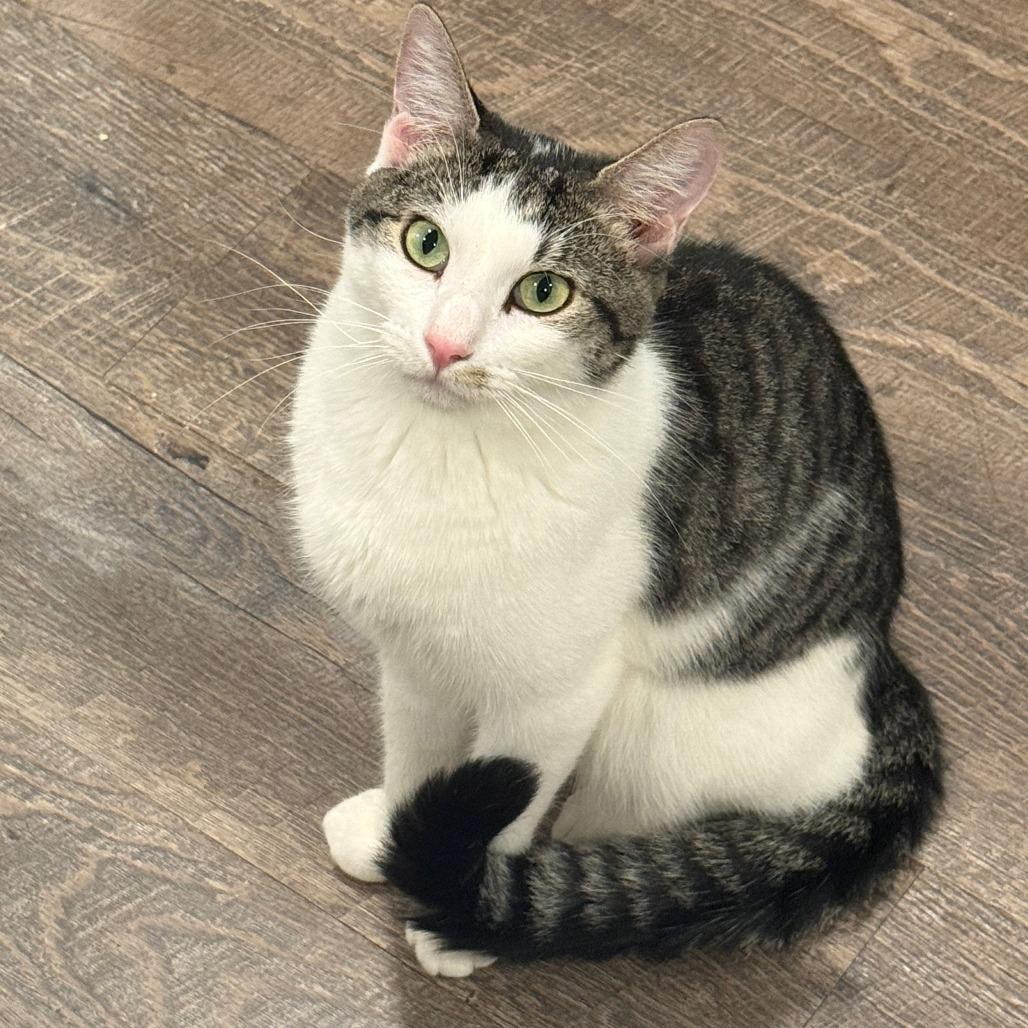 Porsche, Adoptable, Adult Male Domestic Short Hair.