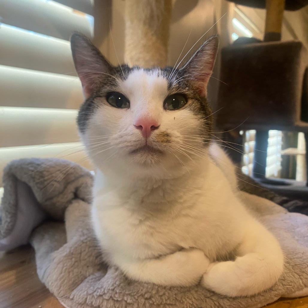 Enlarge Porsche, a Adoptable Domestic Short Hair in Brea, CA image 2/3