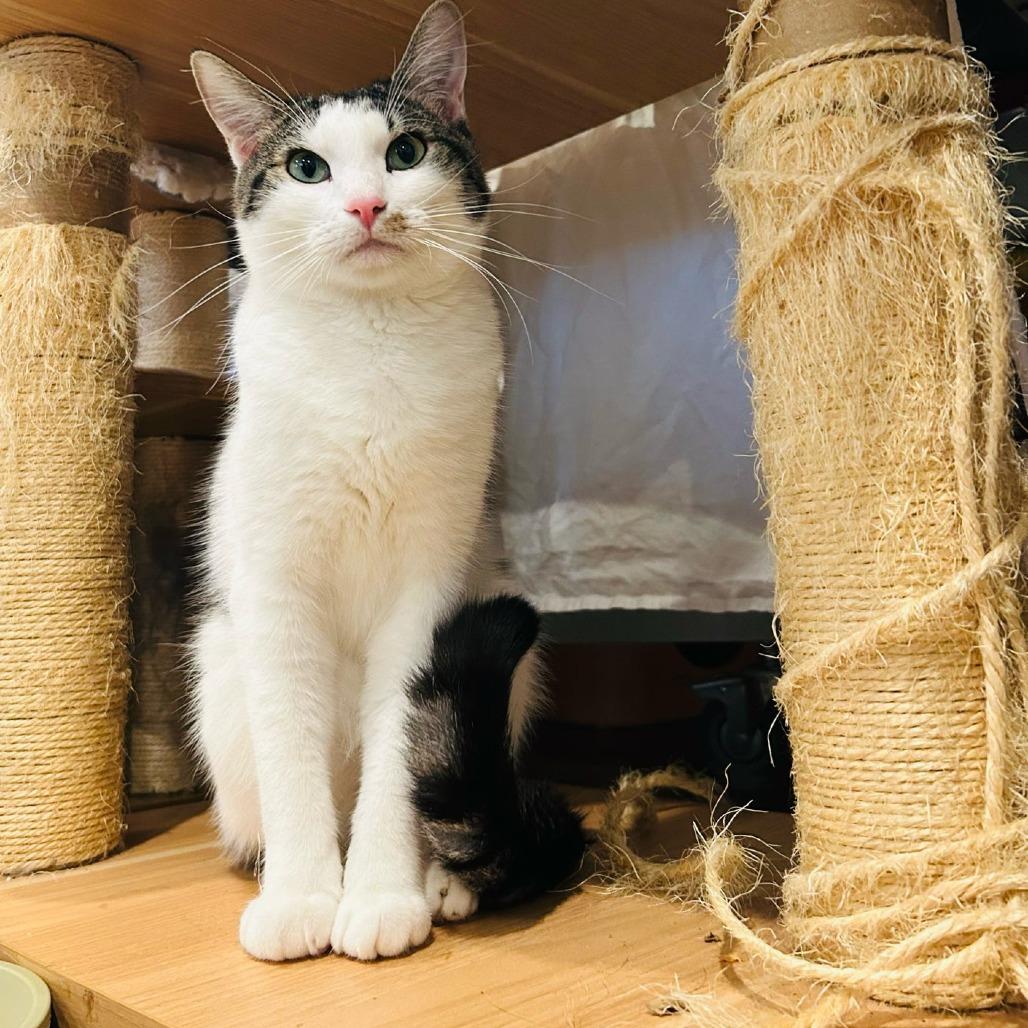 Porsche, a Adoptable Domestic Short Hair in Brea, CA image 2/2
