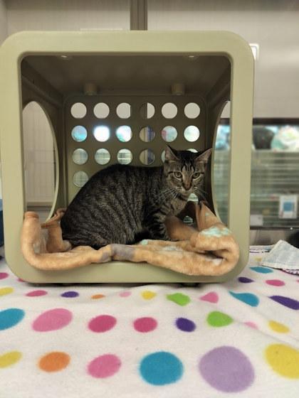 Priscilla, Adoptable, Young Female Domestic Short Hair & Domestic Short Hair.