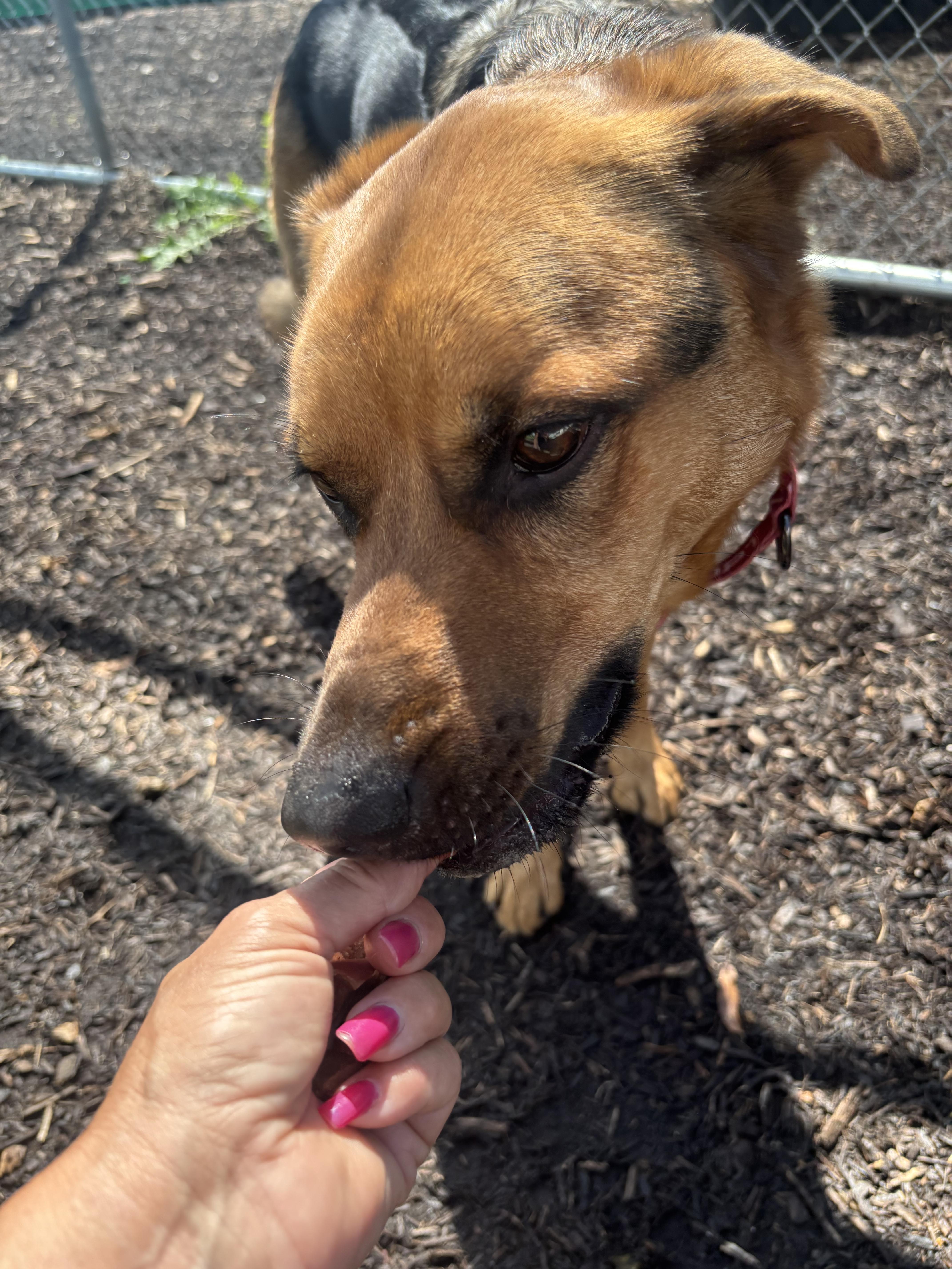 Rocky, Adoptable, Adult Male German Shepherd Dog & Rottweiler.