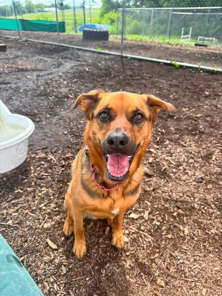Rocky, a Adoptable mixed breed in Dillsburg, PA image 2/4