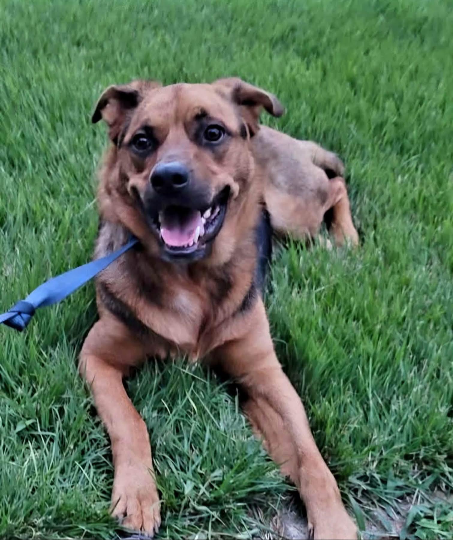 Rocky, a Adoptable mixed breed in Dillsburg, PA image 3/4
