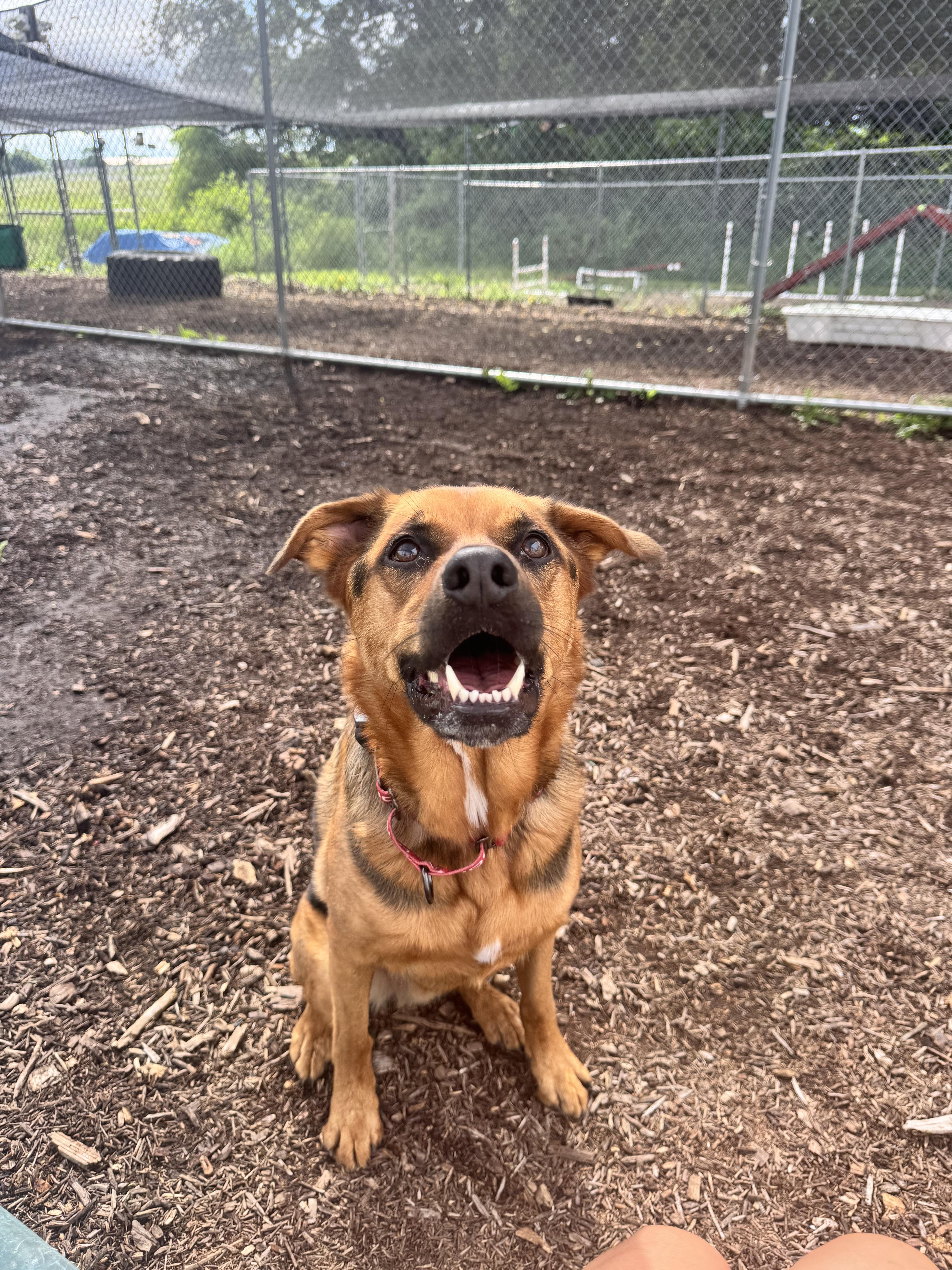 Rocky, a Adoptable mixed breed in Dillsburg, PA image 4/4