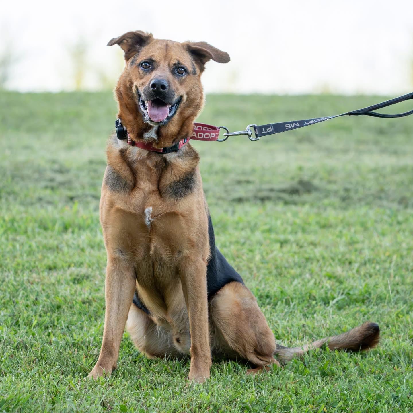 Enlarge Rocky, a Adoptable mixed breed in Dillsburg, PA image 5/5