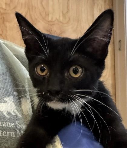 Enlarge Francis Bacon Pantaloons, a ADOPTABLE Domestic Short Hair in Missoula, MT image 1/1