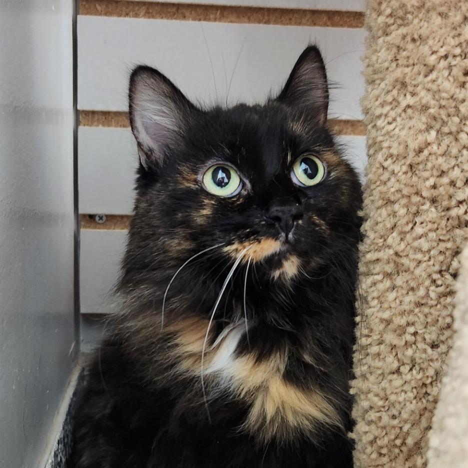 Enlarge Orchid, a Adoptable Domestic Long Hair in Brookfield, WI image 1/2