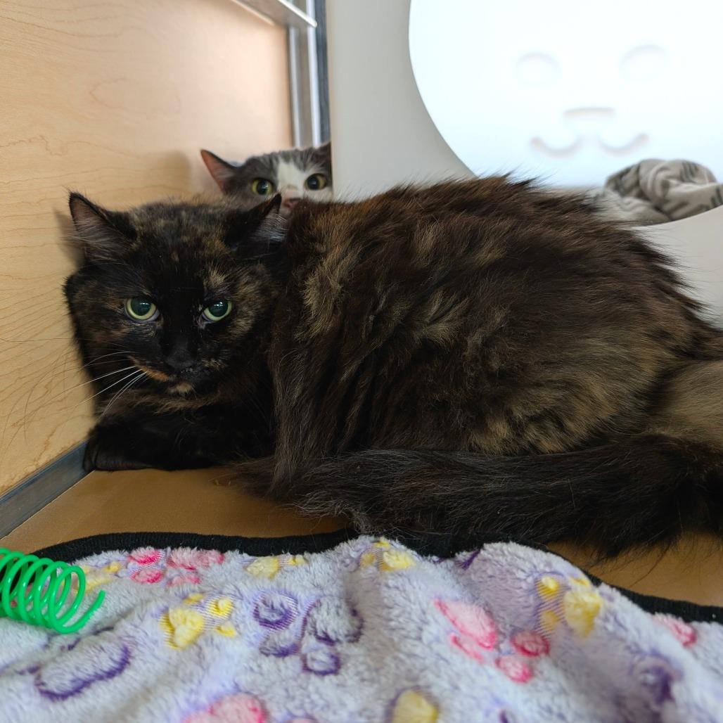 Enlarge Orchid, a Adoptable Domestic Long Hair in Brookfield, WI image 2/2