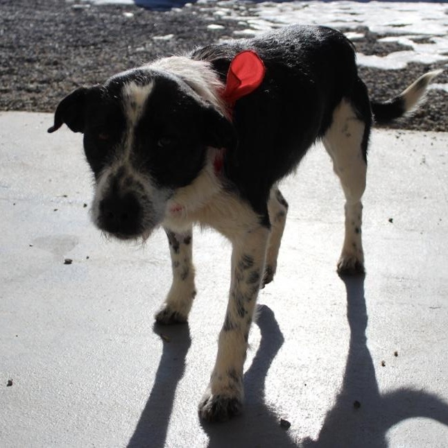 Jersey, an adopted mixed breed in Marion, NC image 3/4