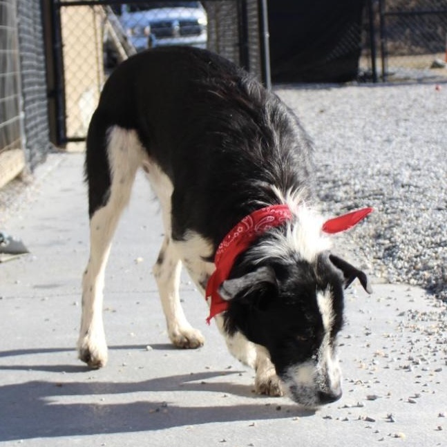 Jersey, an adopted mixed breed in Marion, NC image 4/4