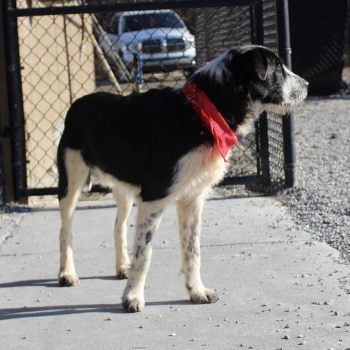 Jersey, an adopted mixed breed in Marion, NC image 2/4