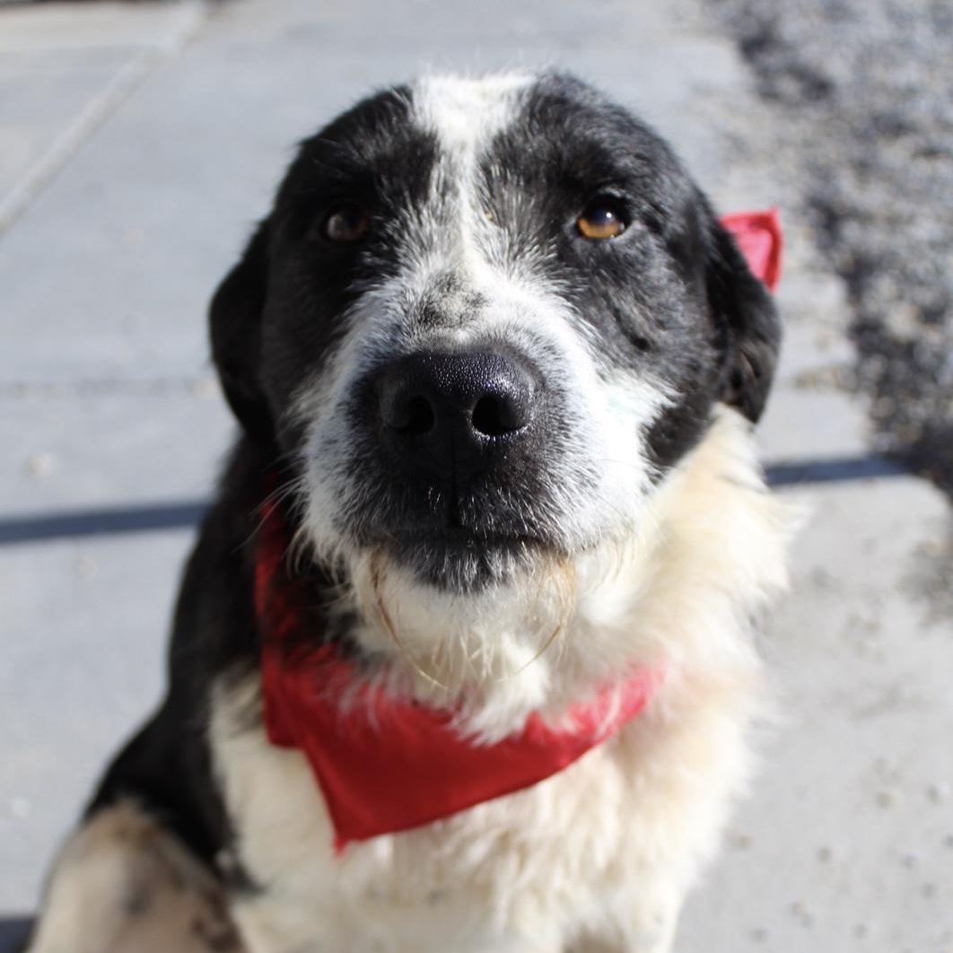 Jersey, adopted, Adult Male Terrier.