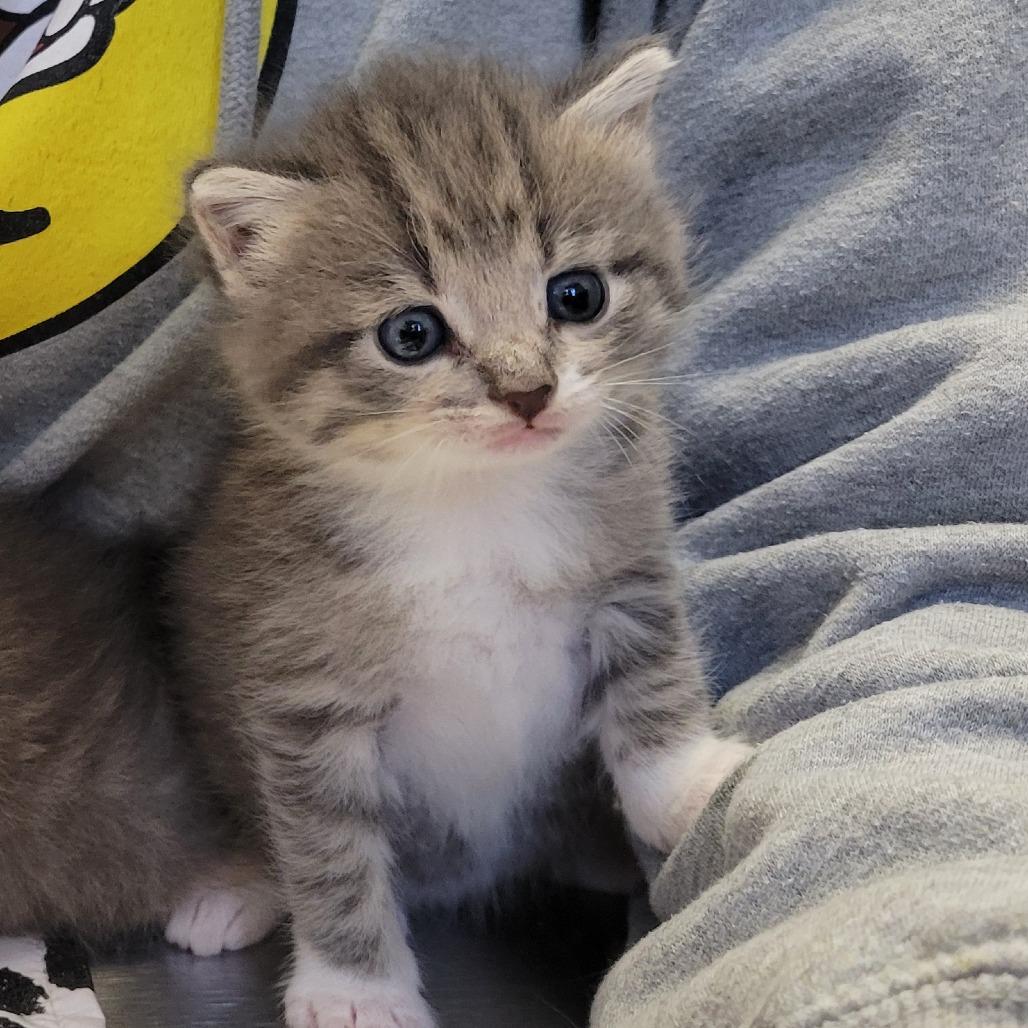 Porsha, Adoptable, Kitten Female Domestic Short Hair.