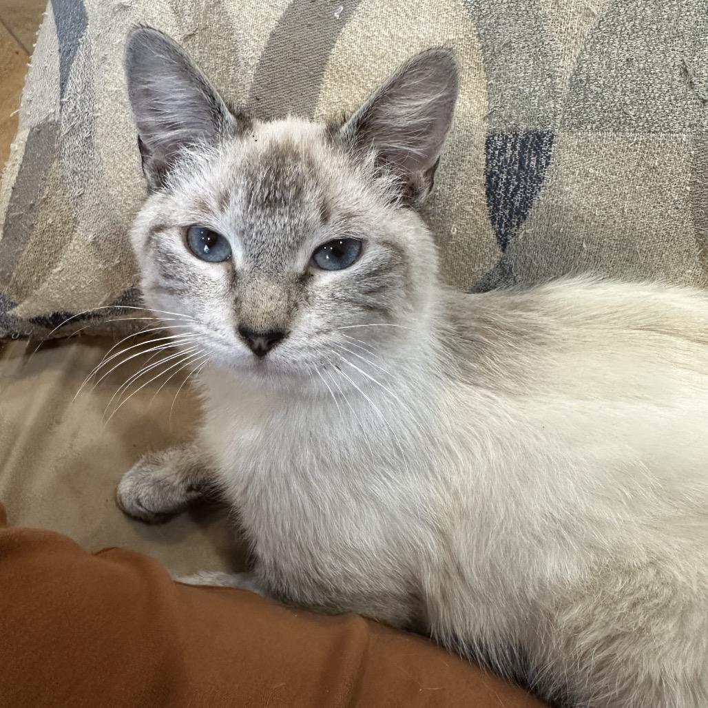 Marco Polo PW, Adoptable, Kitten Male Siamese & Domestic Medium Hair.