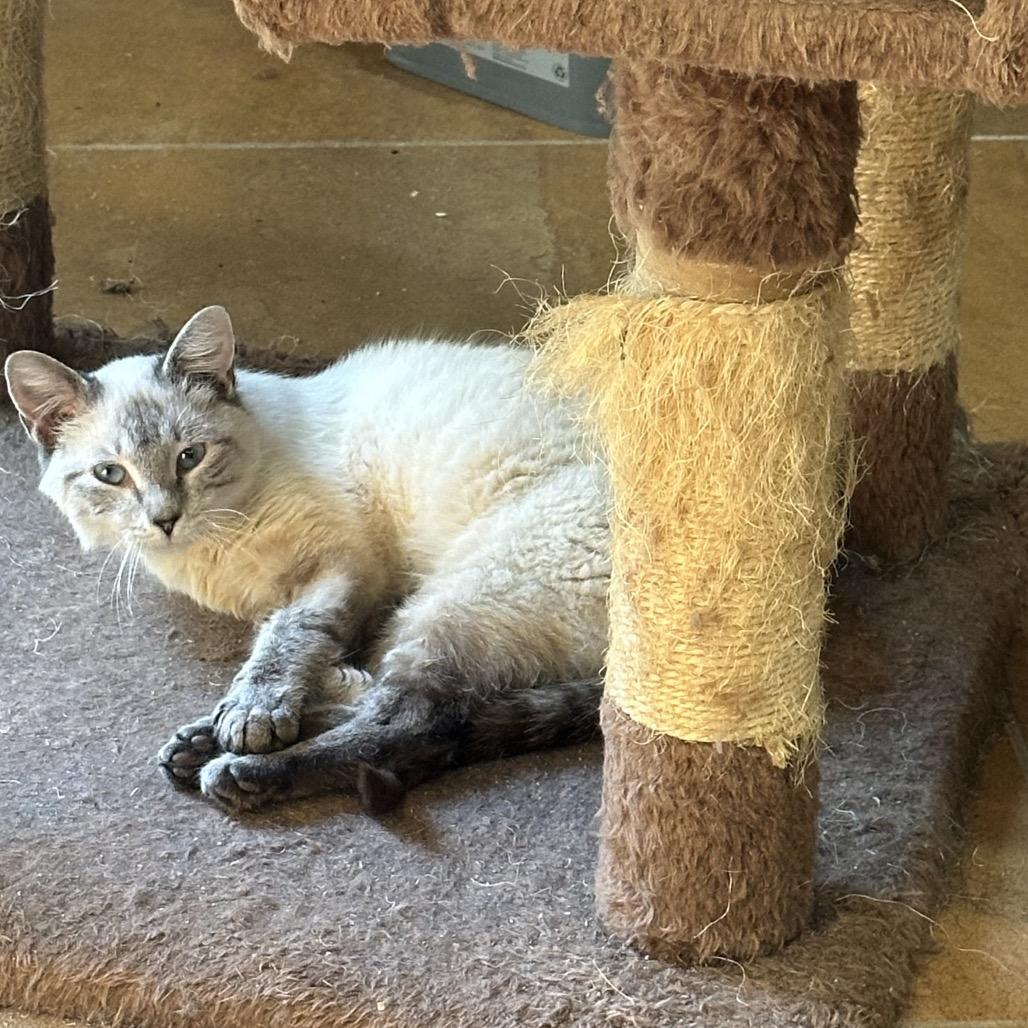 Enlarge Marco Polo PW, a Adoptable mixed breed in Tallahassee, FL image 2/6