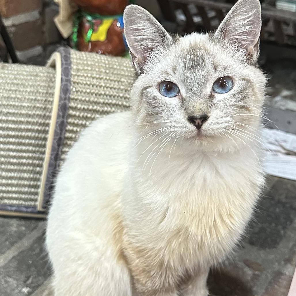 Enlarge Marco Polo PW, a Adoptable mixed breed in Tallahassee, FL image 3/6