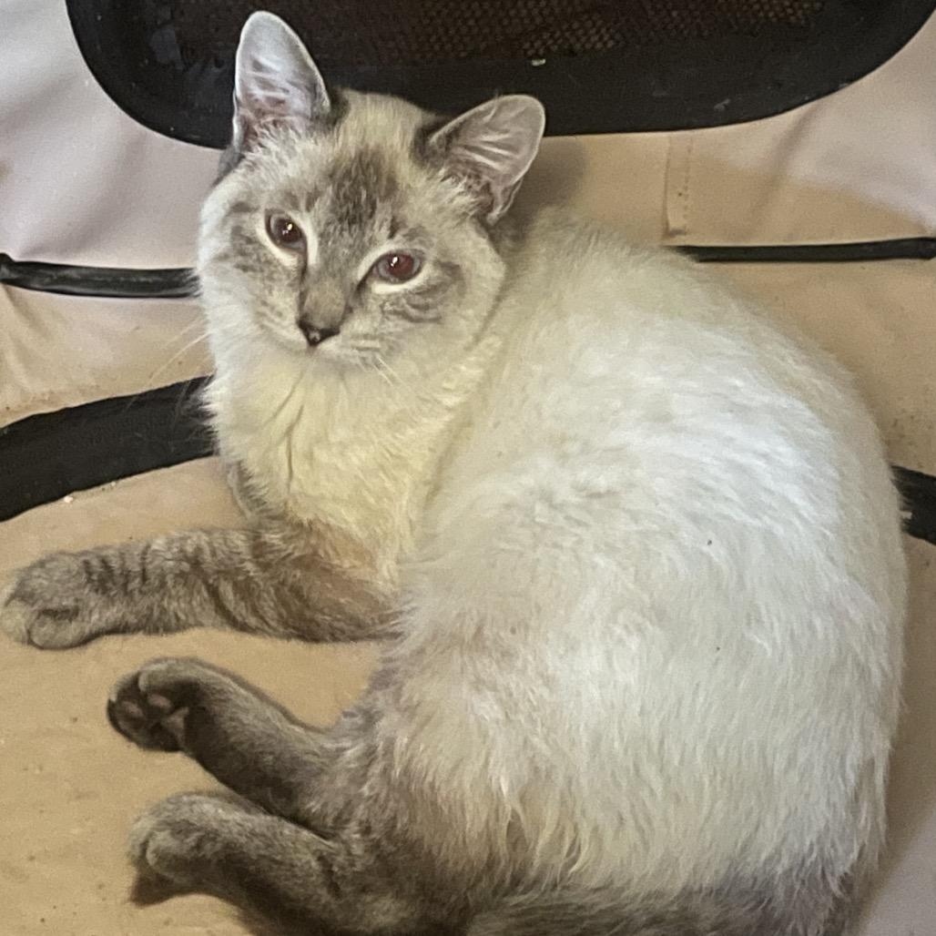 Enlarge Marco Polo PW, a Adoptable mixed breed in Tallahassee, FL image 4/6