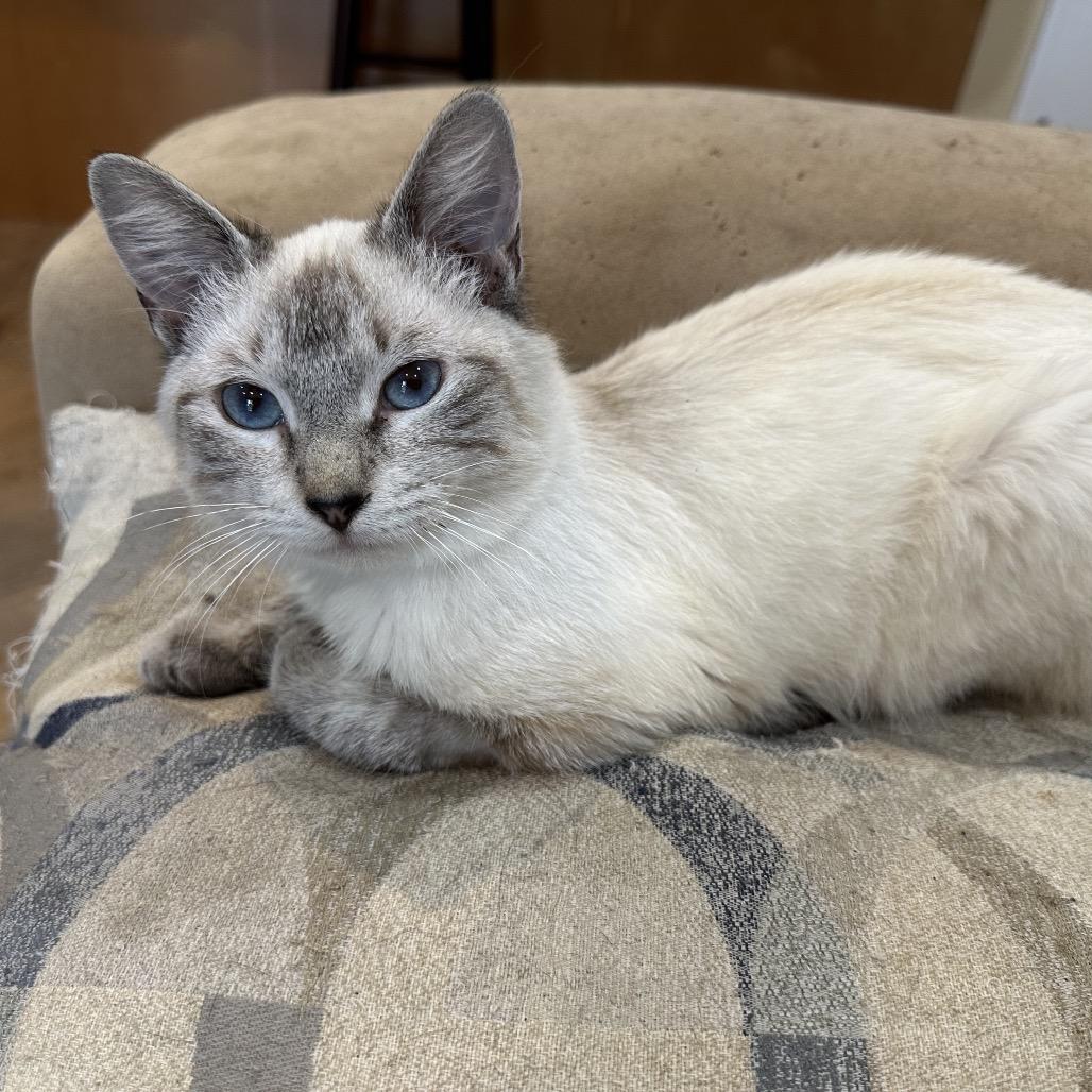 Enlarge Marco Polo PW, a Adoptable mixed breed in Tallahassee, FL image 5/6