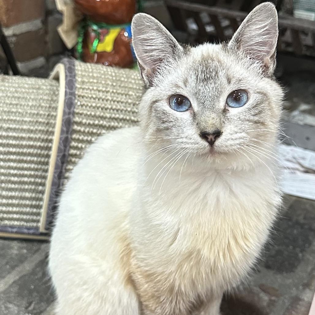 Enlarge Marco Polo PW, a Adoptable mixed breed in Tallahassee, FL image 6/6