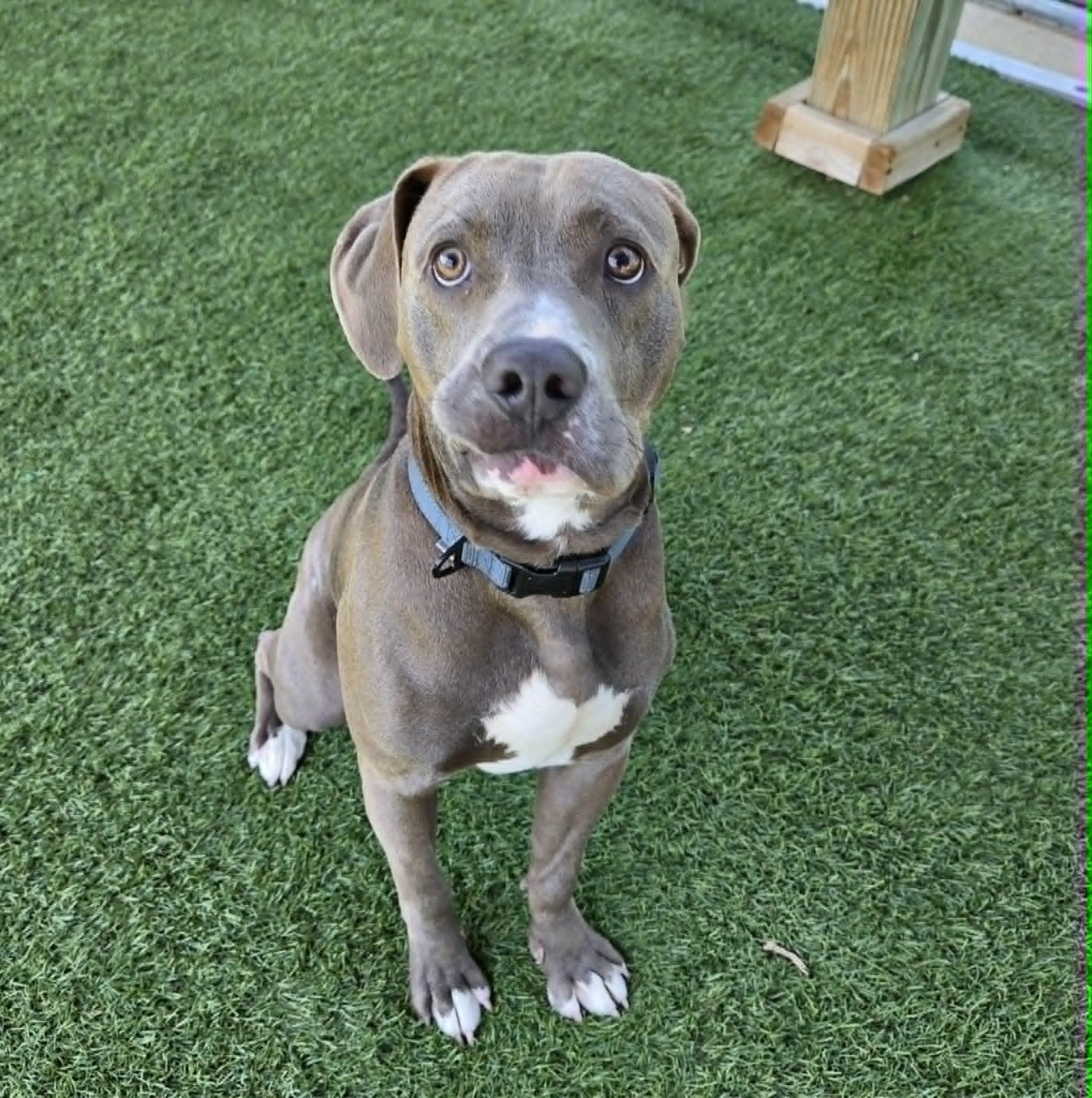 Enlarge Casserole Frank, a ADOPTABLE mixed breed in Sparta, WI image 4/6