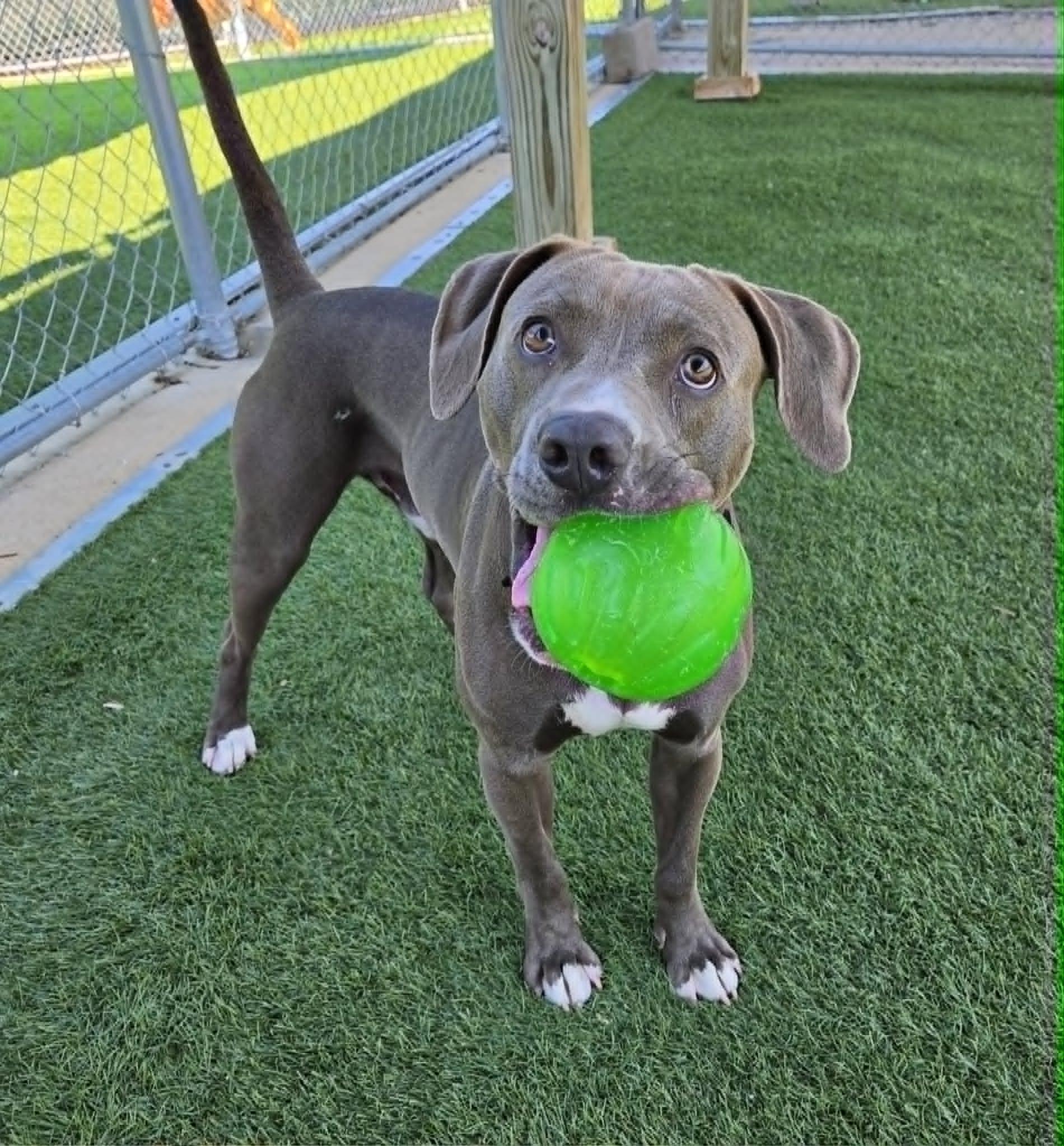 Enlarge Casserole Frank, a ADOPTABLE mixed breed in Sparta, WI image 1/6
